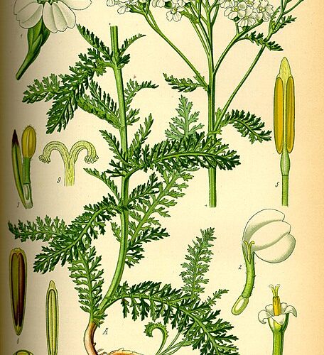 Classic Cold Cure Tea