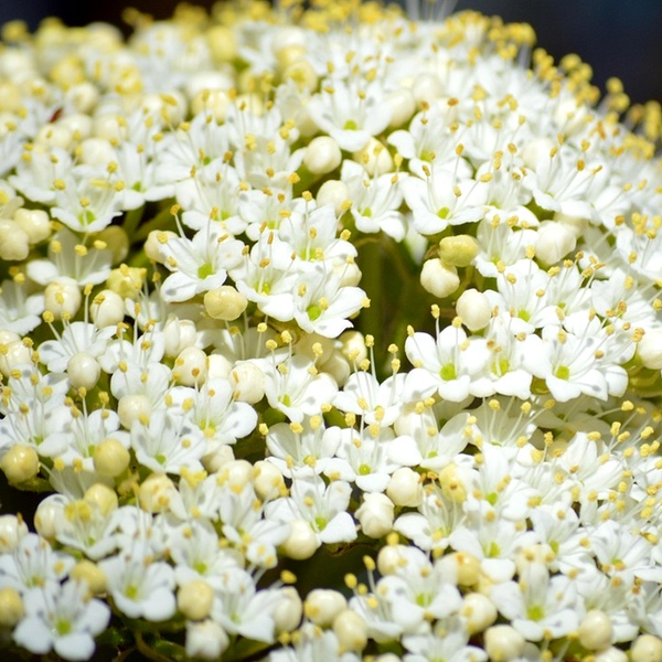 Organic-Elderflower Organic Elderflower