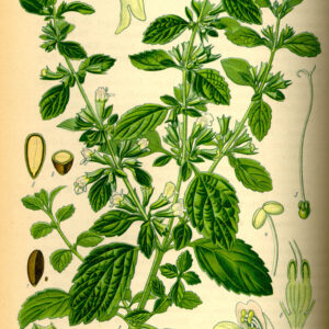 lemonbalmdrawing Organic Lemon Balm Tea