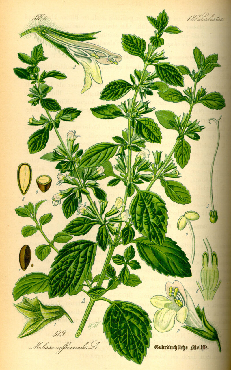 lemonbalmdrawing Organic Lemon Balm Tea