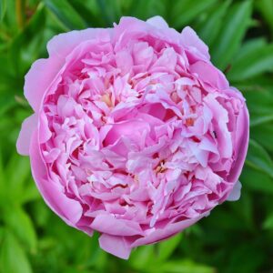 Morrocan Rose & Patchouli Luxury Room Spray