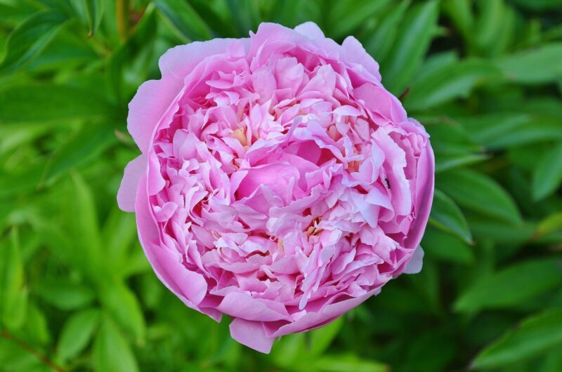Morrocan Rose & Patchouli Luxury Room Spray