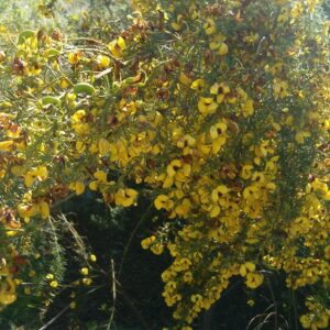 honeybush Organic French Lemon Ginger Tea